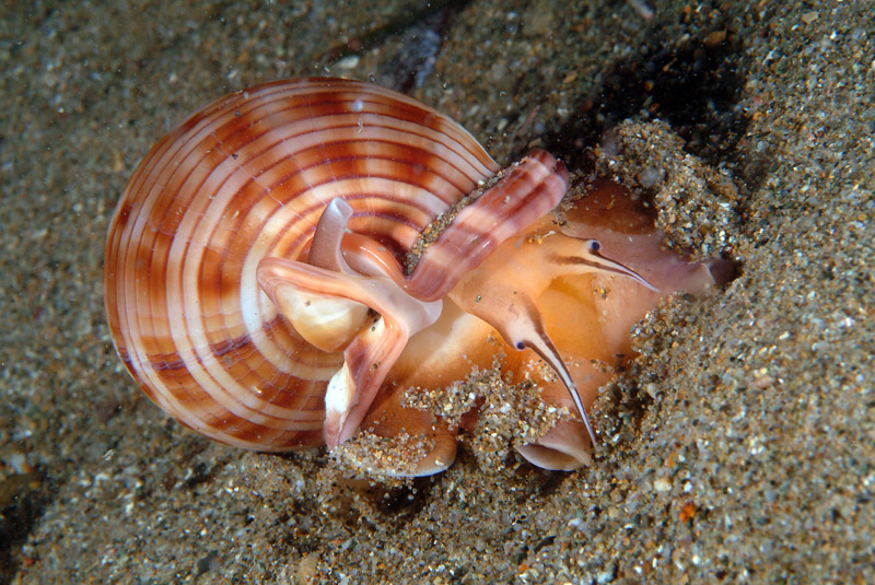 Phalium granulatum